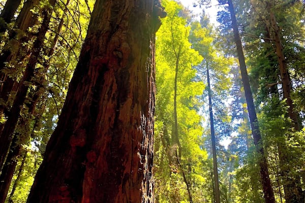 A tall redwood tree in a dense forest with sunlight filtering through the leaves.