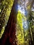 A tall redwood tree in a dense forest with sunlight filtering through the leaves.