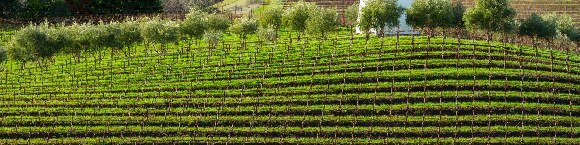 Water and Wine - Water tower above vineyard rows. Geyserville, California USA