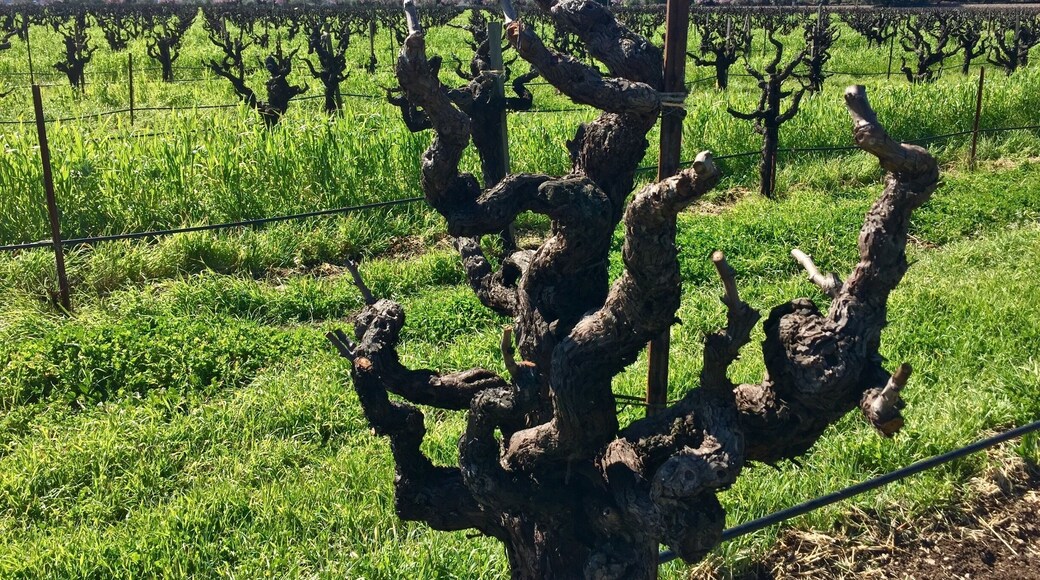 Old vines at Clos Du Bois winery
