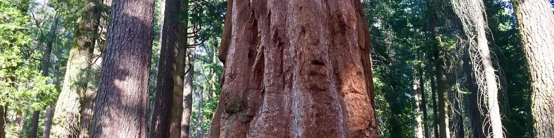 Walk down into the forest to find the grove of giant sequoias
