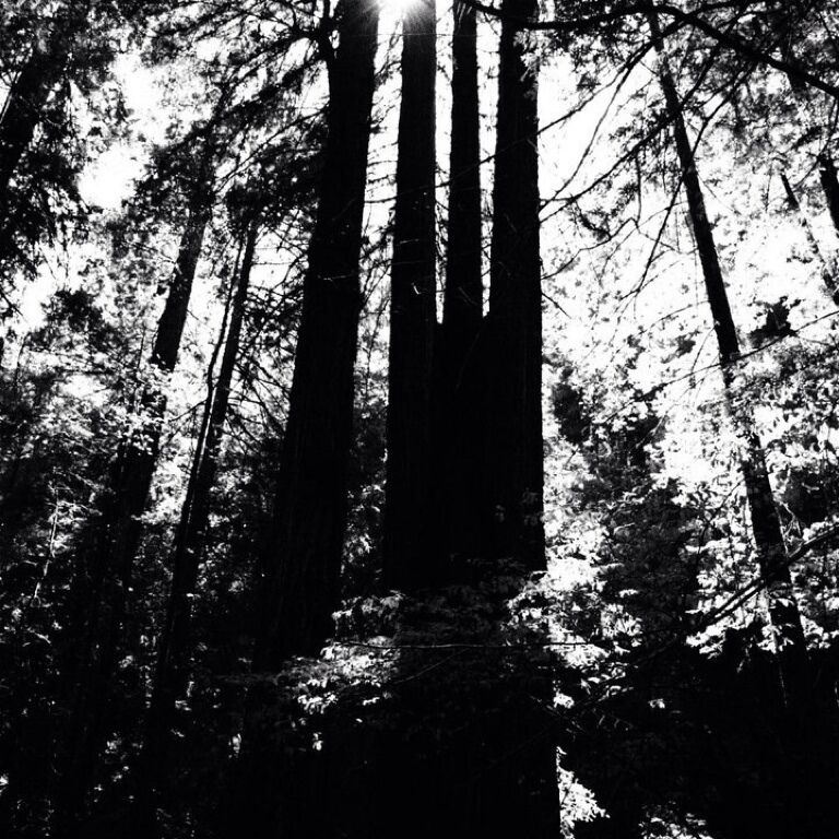 Fun place for a walk through the redwoods. There's also a nice hiking trail up to Bullfrog Pond. #treetrove