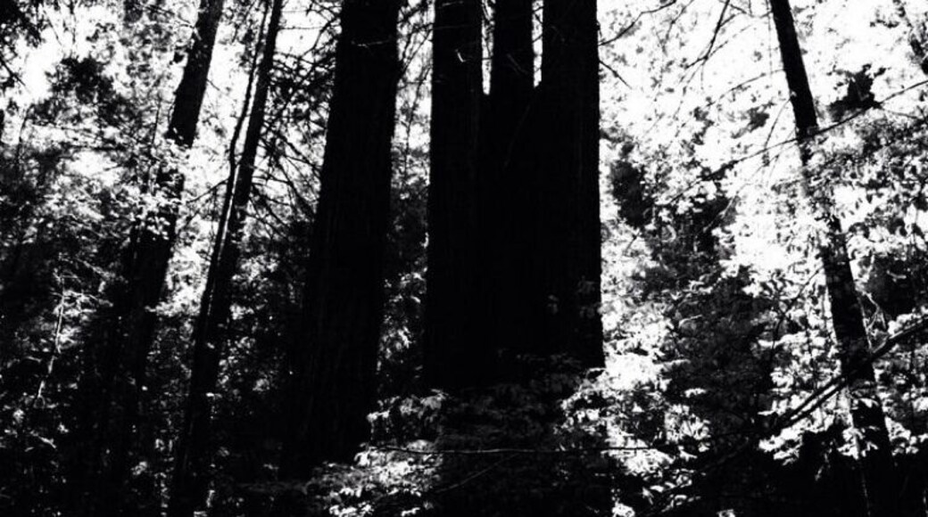 Fun place for a walk through the redwoods. There's also a nice hiking trail up to Bullfrog Pond. #treetrove