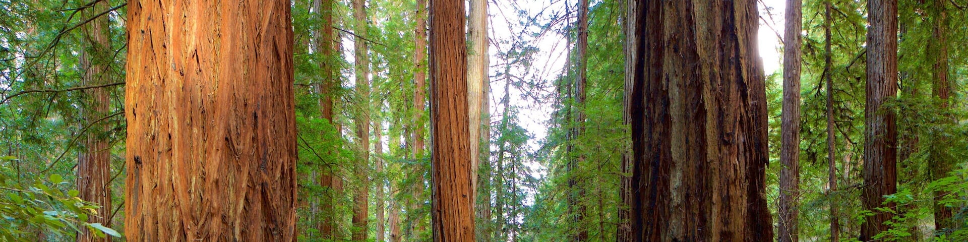 Guerneville featuring forest scenes as well as an individual male