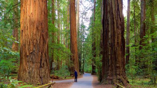 Guerneville which includes forests as well as an individual male