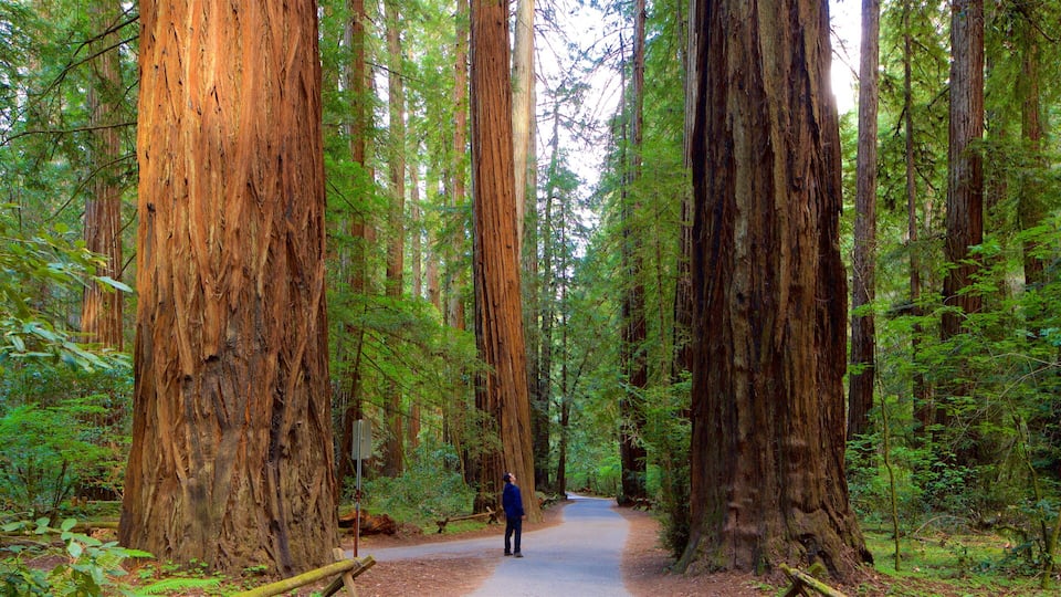 A forest with tall redwood trees and a person walking on a path.