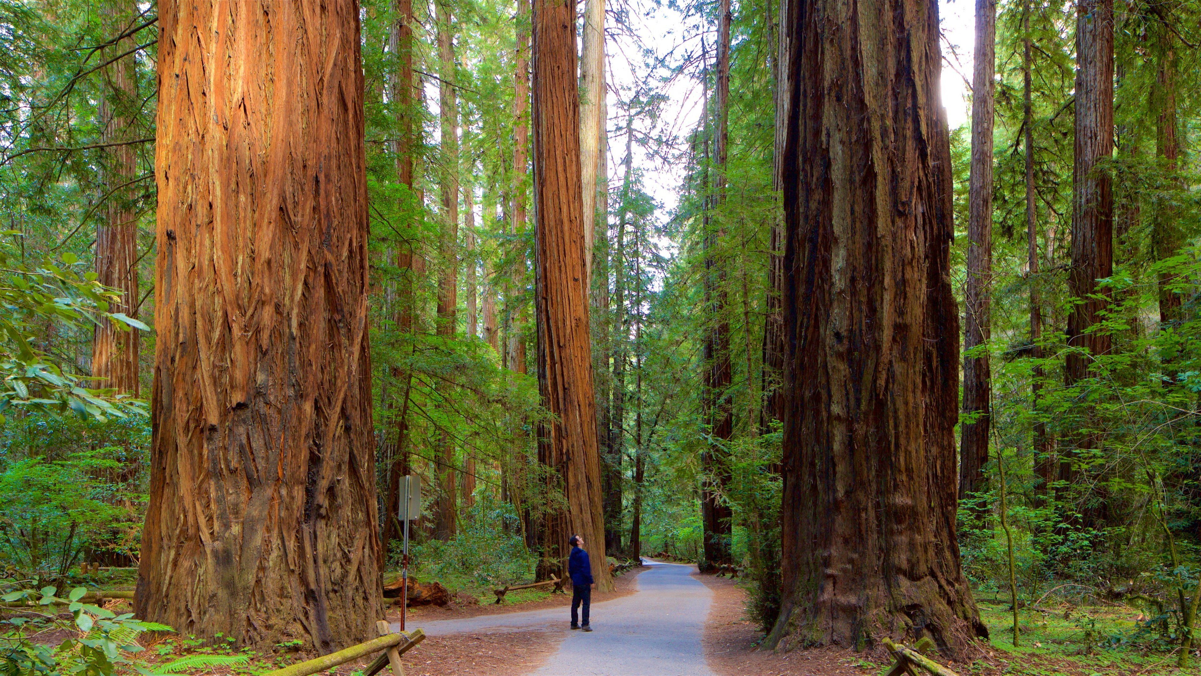 A forest with tall redwood trees and a person walking on a path.