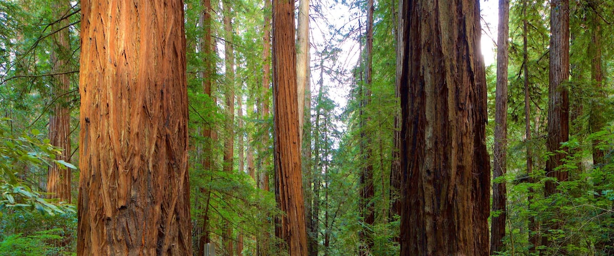 A forest with tall redwood trees and a person walking on a path.