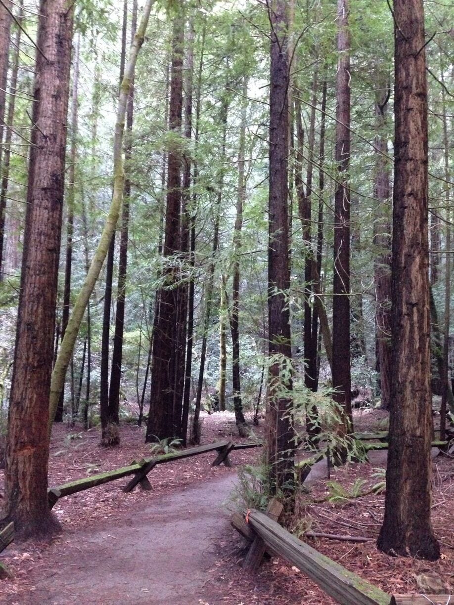 Armstrong Redwood Preserve in Guerneville. 