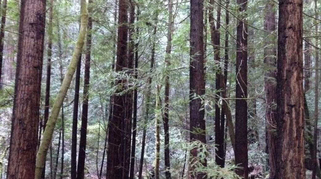 Armstrong Redwood Preserve in Guerneville.