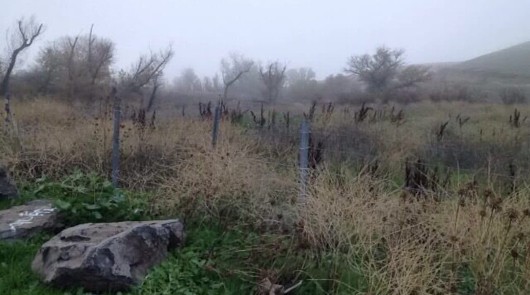 Stop on the side of the road. Easy pull off and back on. You could possibly see birds of prey, song birds, elk, rabbits, coyotes or other wildlife. Today it was fog.