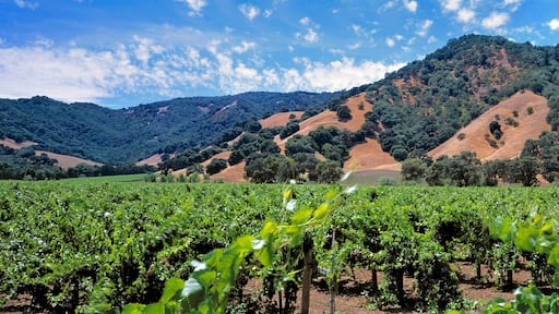 USA, California, Mendocino Co. Vineyards show their bright green leaves in the height of summer, in Hopland, Mendocino County, California