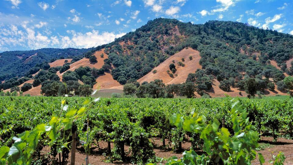 A vineyard with rows of grapevines in the foreground and a mountainous landscape in the background.
