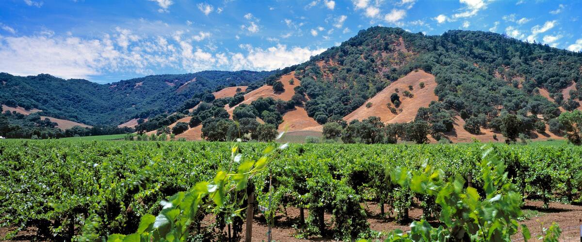 A vineyard with rows of grapevines in the foreground and a mountainous landscape in the background.