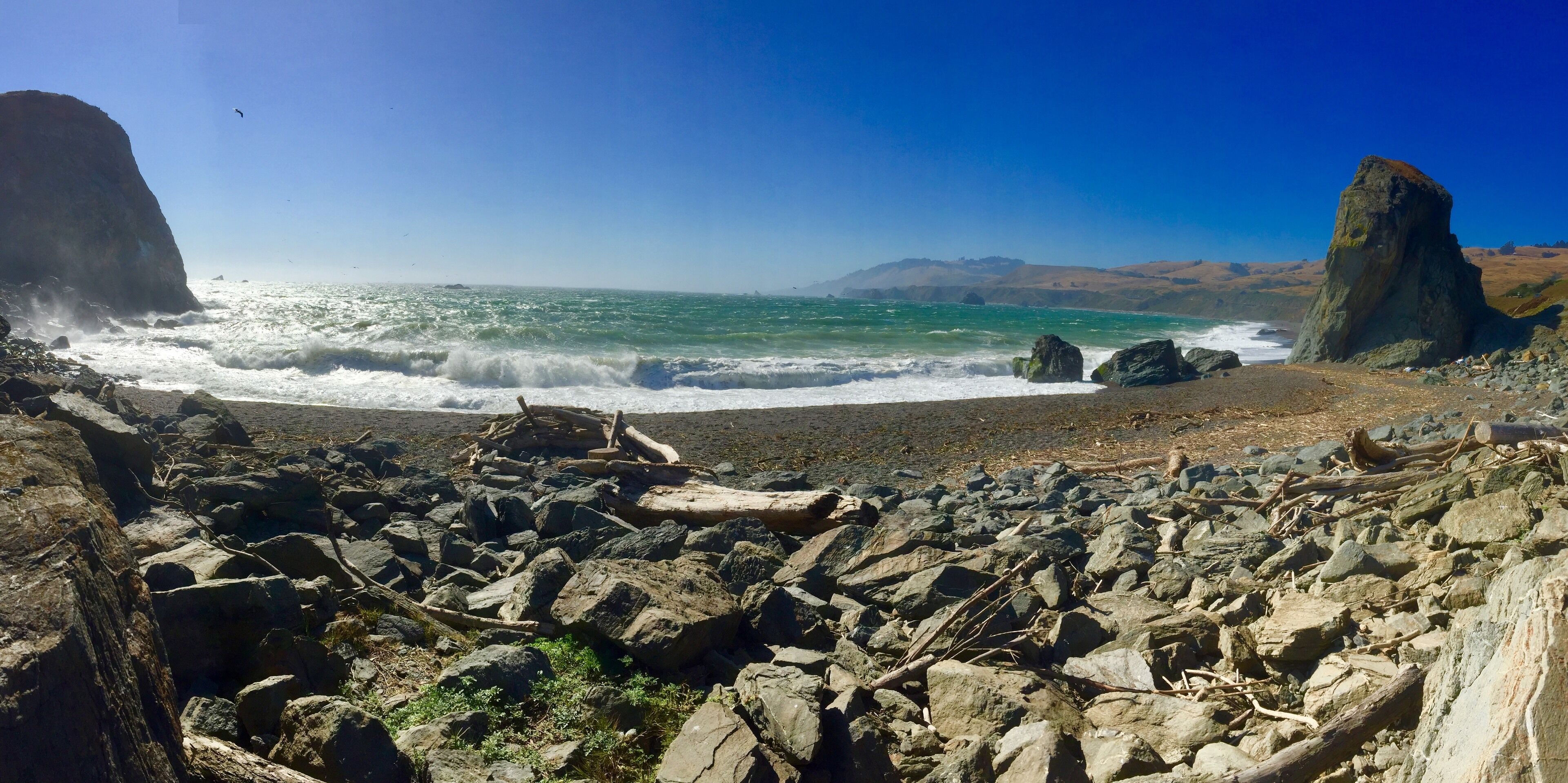 Tree trunks washed up along the shoreline