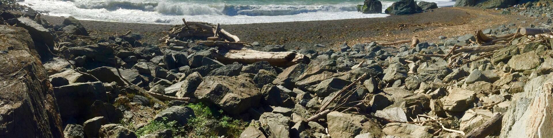 Tree trunks washed up along the shoreline
