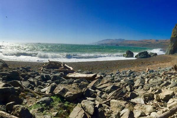 Tree trunks washed up along the shoreline
