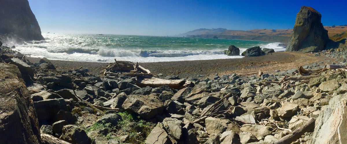 Tree trunks washed up along the shoreline