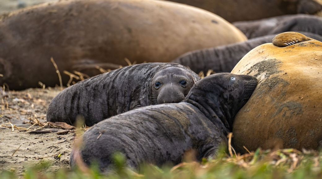 Newborn elephant seal pups lie next to their mother, Drakes Beach, California.