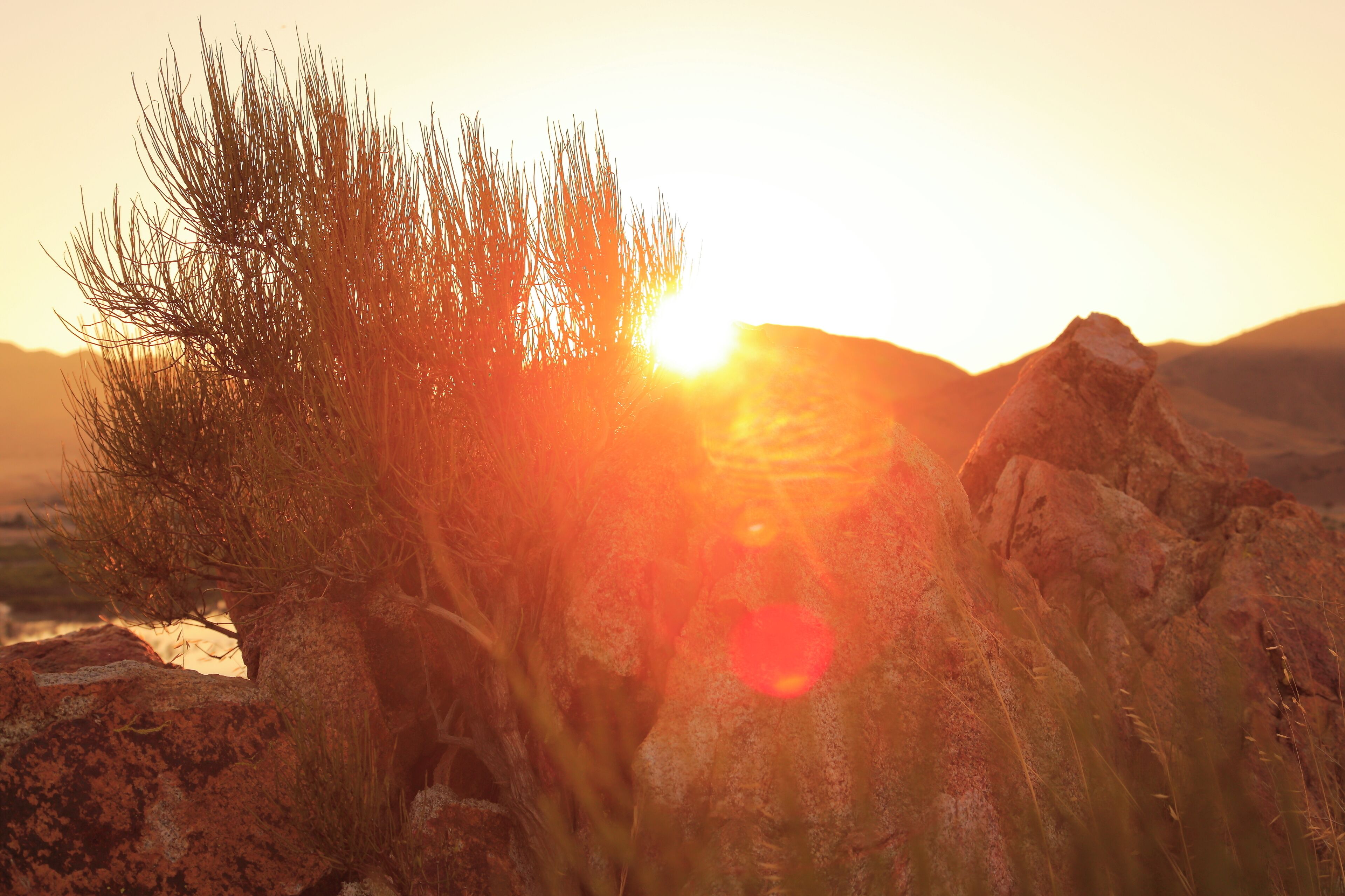 I was sitting on top of a rocky hill over looking Isabella lake waiting for the sunrise when I noticed the sun shining between the rock and bush.
#Golden
#lonecoyotestudio
#nealdodson
Photo By: Neal Dodson
Lone Coyote Studio