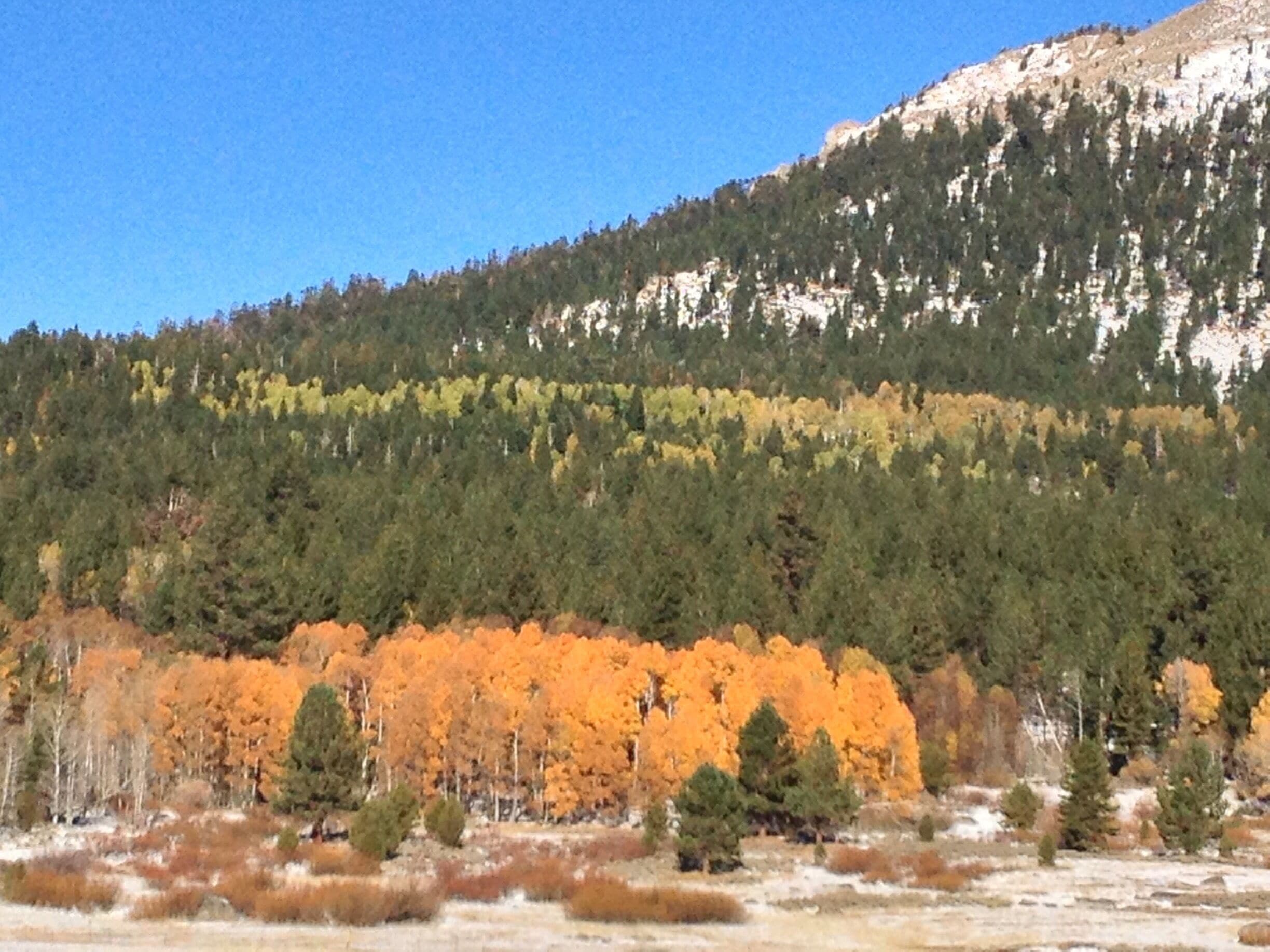 Beautiful fall color even in California. 