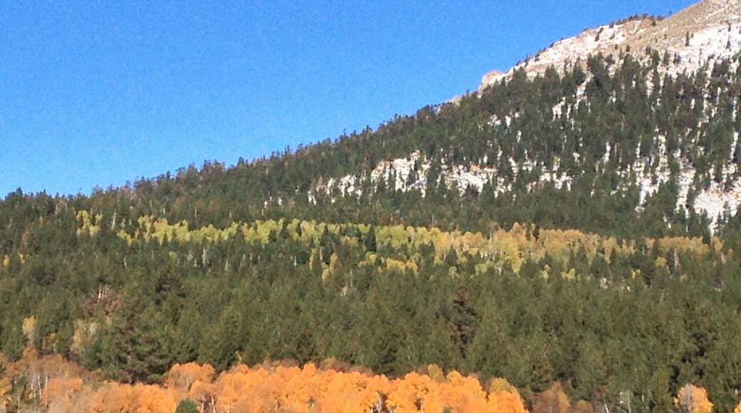 Beautiful fall color even in California.