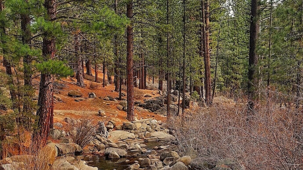 A forest stream with rocks and trees.