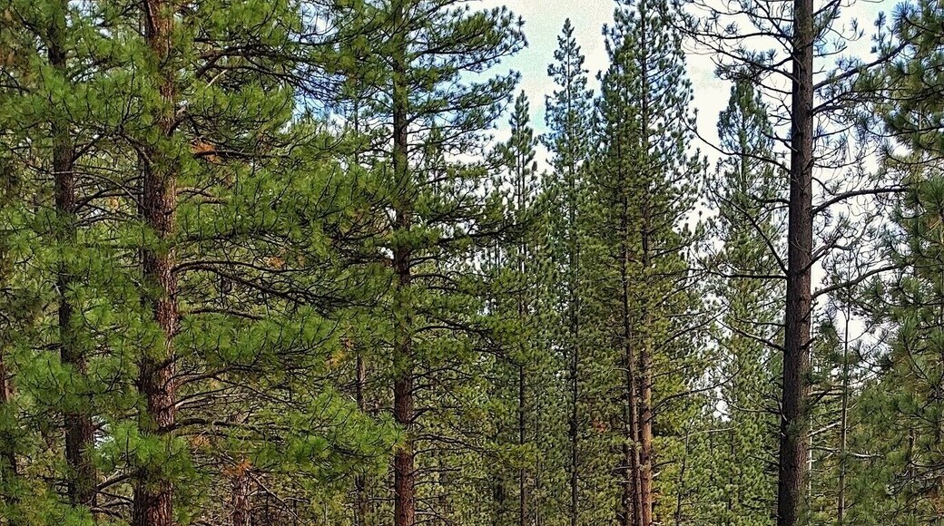 #localgem
Eastern Sierra Nevada's in Markleeville, CA. Hot Springs, water falls and some easy hiking trails.