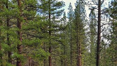 #localgem
Eastern Sierra Nevada's in Markleeville, CA. Hot Springs, water falls and some easy hiking trails.