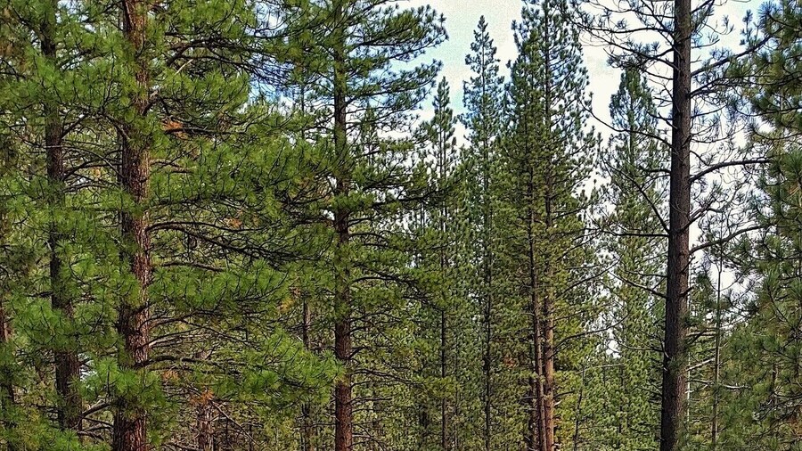 #localgem
Eastern Sierra Nevada's in Markleeville, CA. Hot Springs, water falls and some easy hiking trails.