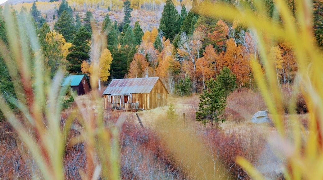#perspectives
Found the same picture in a cover of Reno Tahoe magazine while in the area and we decided to look for it. It's not very noticeable from the road and a little bit far from where people are going to see fall foliage. Lucky to see a man taking shots of it on the road and we found it!