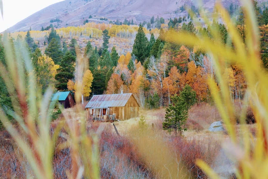 #perspectives
Found the same picture in a cover of Reno Tahoe magazine while in the area and we decided to look for it. It's not very noticeable from the road and a little bit far from where people are going to see fall foliage. Lucky to see a man taking shots of it on the road and we found it!