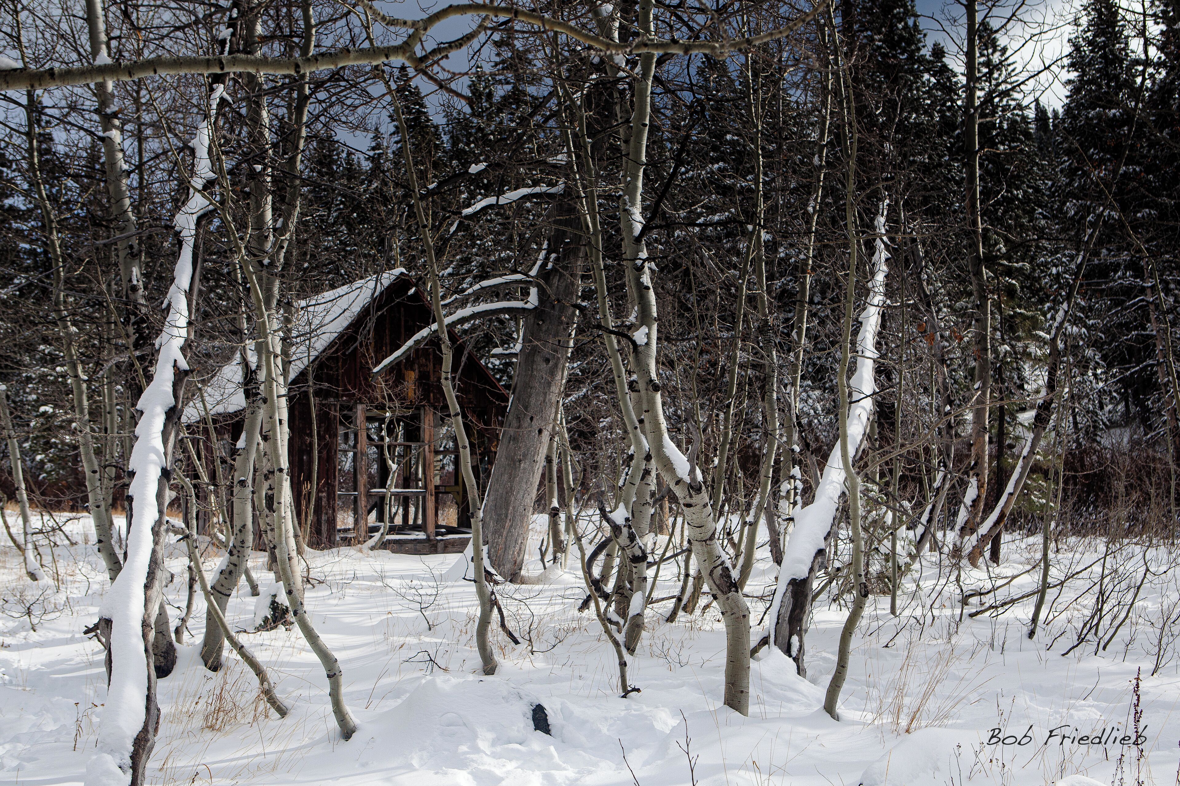 A snow-covered forest with a wooden cabin in the background.