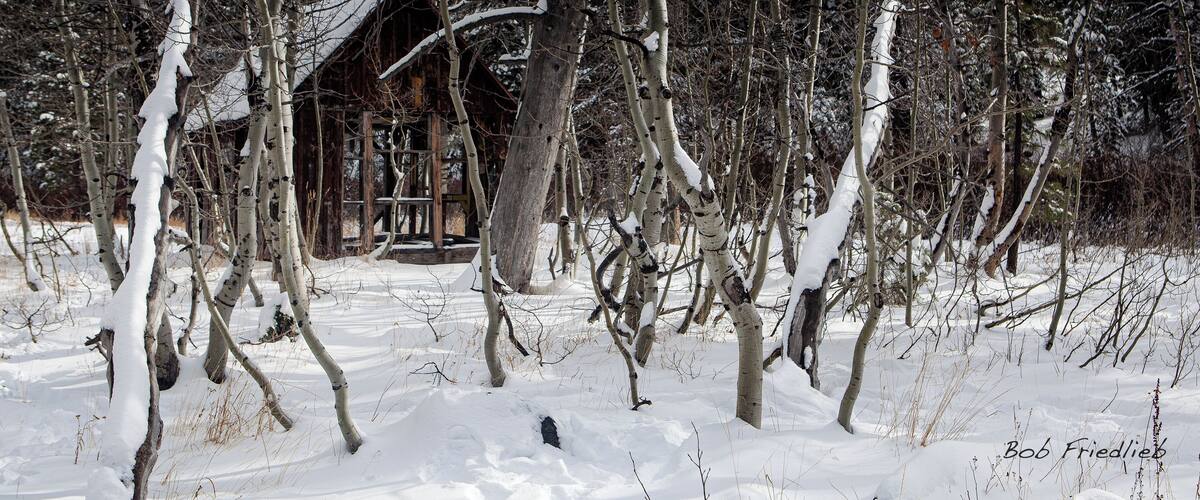A snow-covered forest with a wooden cabin in the background.