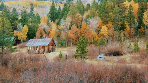 #GreatOutdoors
Found the same picture in a cover of Reno Tahoe magazine while in the area and we decided to look for it. It's not very noticeable from the road and a little bit far from where people are going to see fall foliage. Lucky to see a man taking shots of it on the road and we found it!