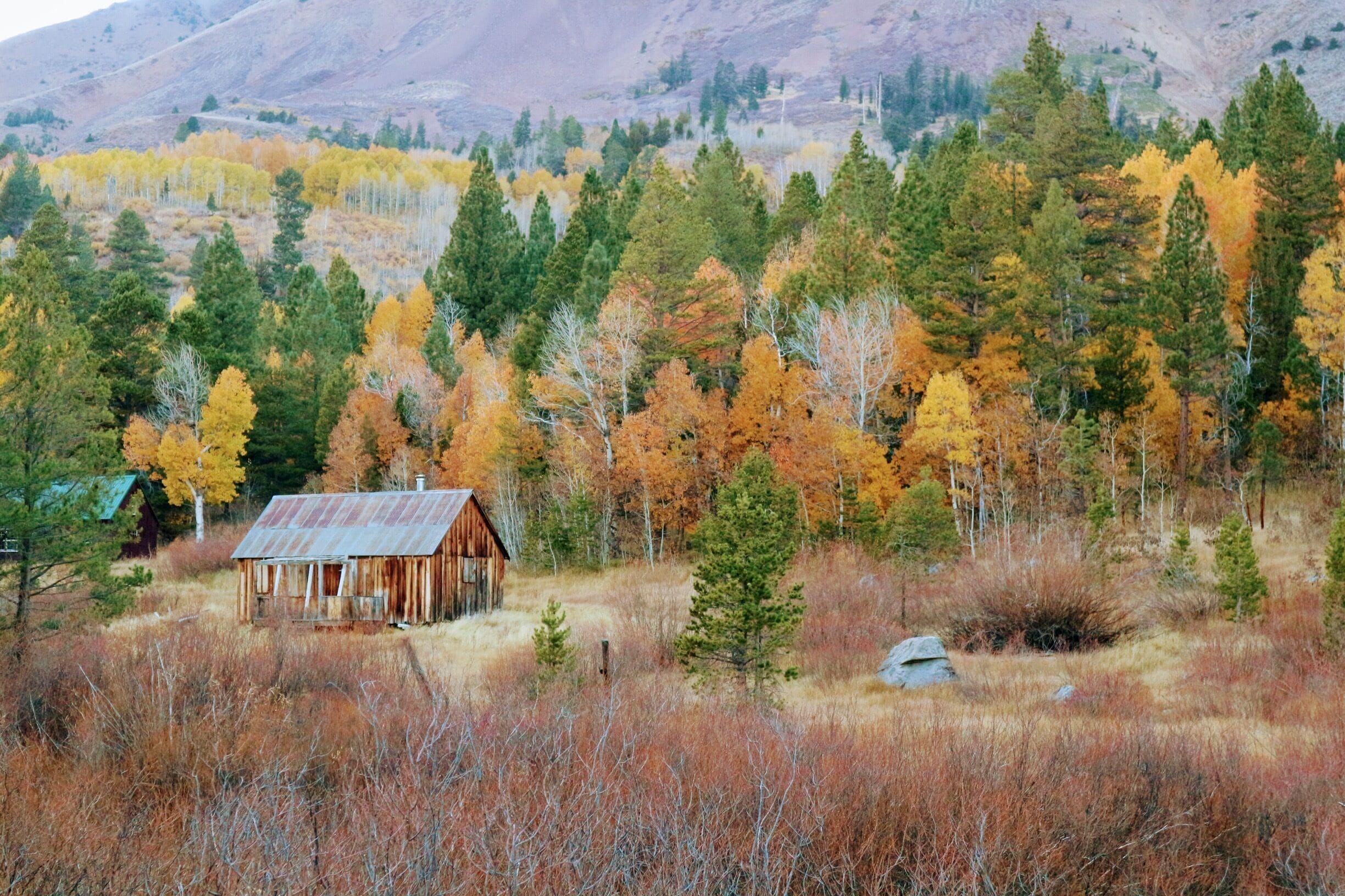 #GreatOutdoors
Found the same picture in a cover of Reno Tahoe magazine while in the area and we decided to look for it. It's not very noticeable from the road and a little bit far from where people are going to see fall foliage. Lucky to see a man taking shots of it on the road and we found it!