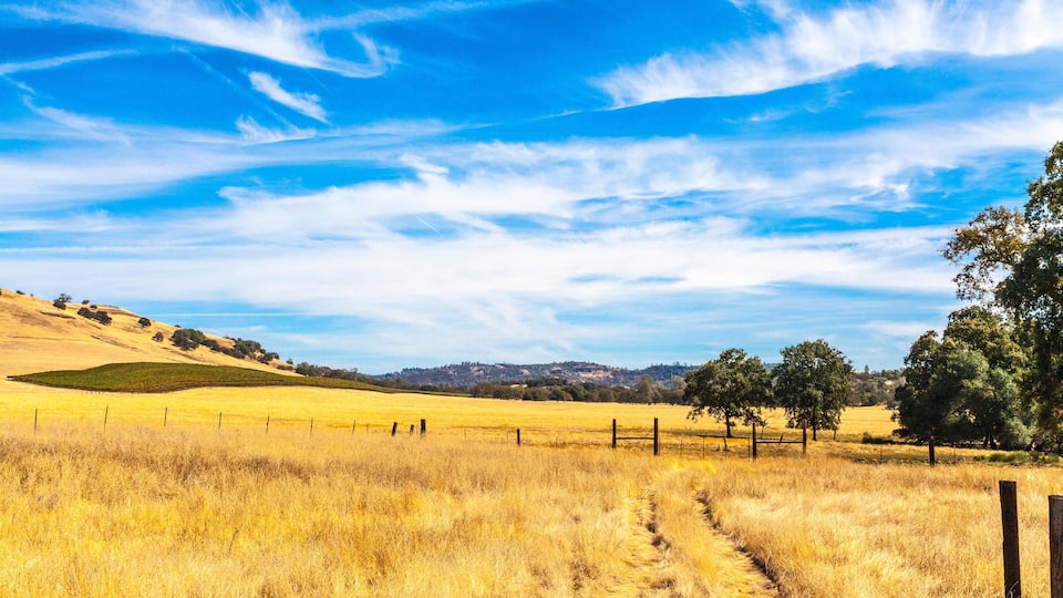 A golden field with a dirt path, trees, and hills under a blue sky.