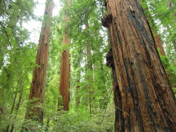 Spend the day, or several days to enjoy these peaceful giants. 