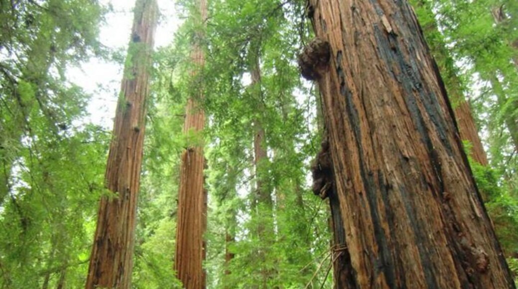 Spend the day, or several days to enjoy these peaceful giants.