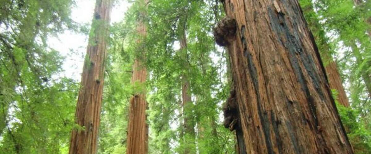 Une forêt dense, peuplée de séquoias géants.