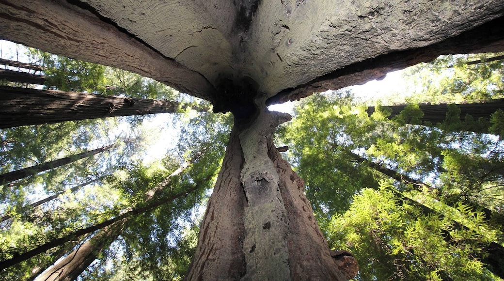 In the 1920s, the remaining towering Giant Redwood trees were threatened by logging. Its champions brought H.D. Rockefeller to visit, who was impressed enough to help the state of California buy this particularly thick stand of the world's tallest trees from the logging company that owned it.
These trees live so long because, for one thing, they can withstand millennia of fires. Their lower bark is thick and has little pitch, and the nearest needles can be hundreds of feet up in the air where fire can't reach them!
This view is from the inside of a tree hollowed out from centuries of natural processes, including fire and weather, but it's still alive at the top!
#trees
#giantredwoods
#avenueofthegiants
#humboldtcounty
#statepark
#California
#forest
http://www.RVLuckyOrWhat.com