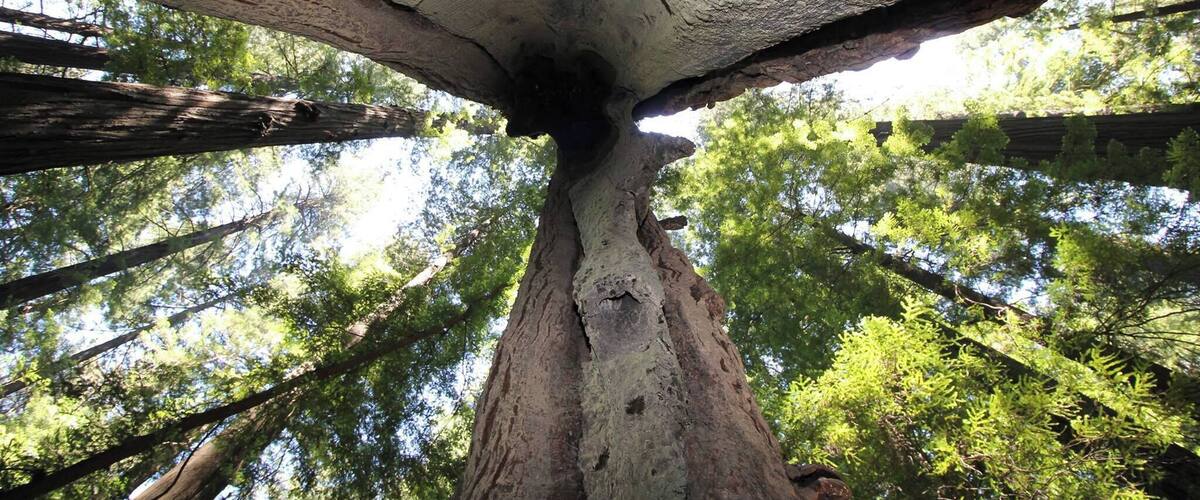 In the 1920s, the remaining towering Giant Redwood trees were threatened by logging. Its champions brought H.D. Rockefeller to visit, who was impressed enough to help the state of California buy this particularly thick stand of the world's tallest trees from the logging company that owned it.
These trees live so long because, for one thing, they can withstand millennia of fires. Their lower bark is thick and has little pitch, and the nearest needles can be hundreds of feet up in the air where fire can't reach them!
This view is from the inside of a tree hollowed out from centuries of natural processes, including fire and weather, but it's still alive at the top!
#trees
#giantredwoods
#avenueofthegiants
#humboldtcounty
#statepark
#California
#forest
http://www.RVLuckyOrWhat.com