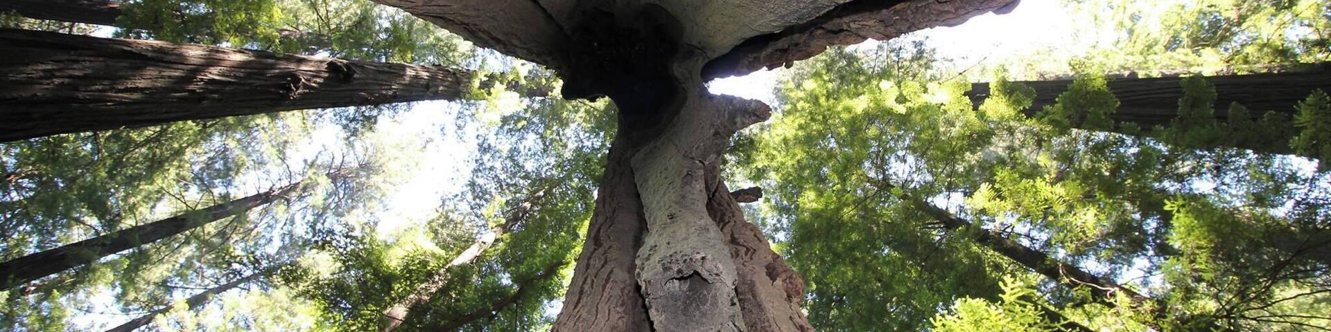 In the 1920s, the remaining towering Giant Redwood trees were threatened by logging. Its champions brought H.D. Rockefeller to visit, who was impressed enough to help the state of California buy this particularly thick stand of the world's tallest trees from the logging company that owned it.
These trees live so long because, for one thing, they can withstand millennia of fires. Their lower bark is thick and has little pitch, and the nearest needles can be hundreds of feet up in the air where fire can't reach them!
This view is from the inside of a tree hollowed out from centuries of natural processes, including fire and weather, but it's still alive at the top!
#trees
#giantredwoods
#avenueofthegiants
#humboldtcounty
#statepark
#California
#forest
http://www.RVLuckyOrWhat.com