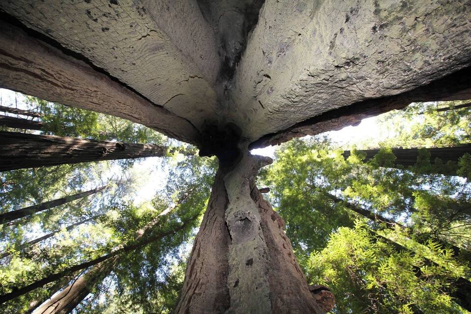 Un grand arbre à l’écorce épaisse et à la cime large.