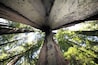 Un árbol alto de tronco grueso y copa frondosa.