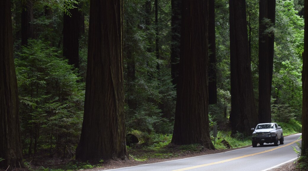 Not even the largest of the trees in the area by far. This image, though, captures the scale for sure! It is certainly enchanting!