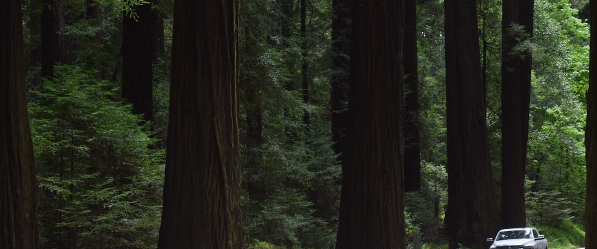Not even the largest of the trees in the area by far. This image, though, captures the scale for sure! It is certainly enchanting!