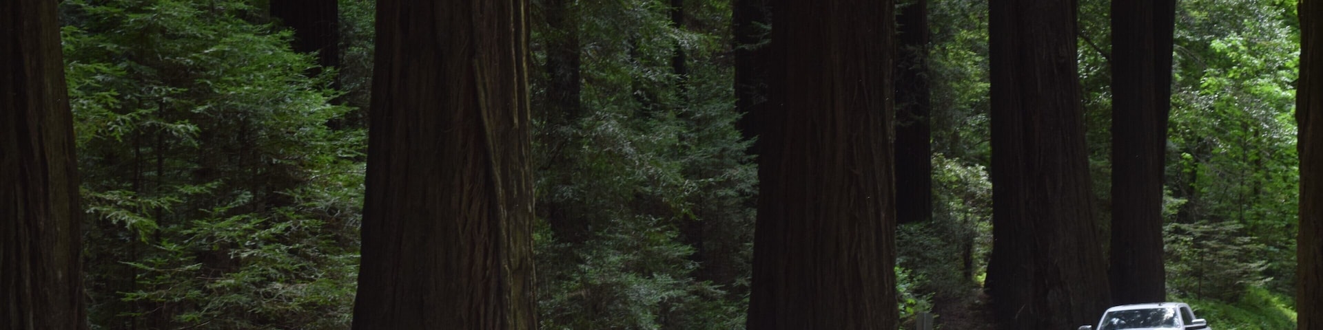 Not even the largest of the trees in the area by far. This image, though, captures the scale for sure! It is certainly enchanting!