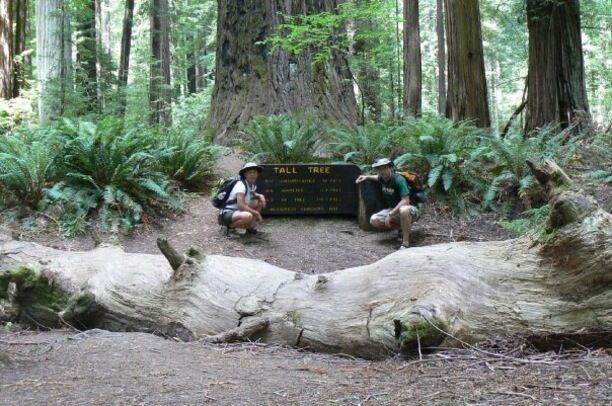 A walk among the Giants. A #roadtrip down the California coast. #TakeAHike