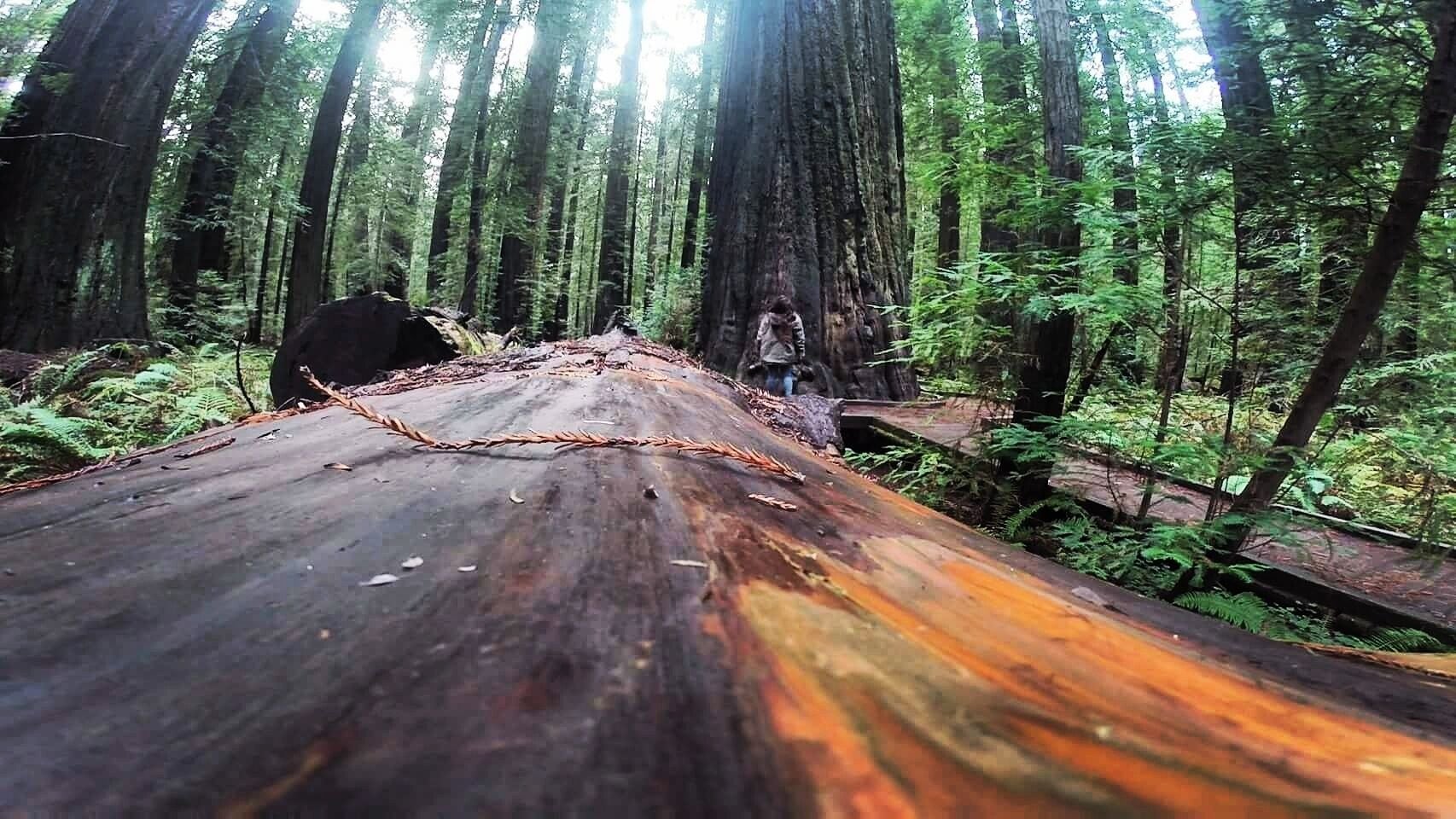 Founder's tress is right off the highway. Wonderful sight